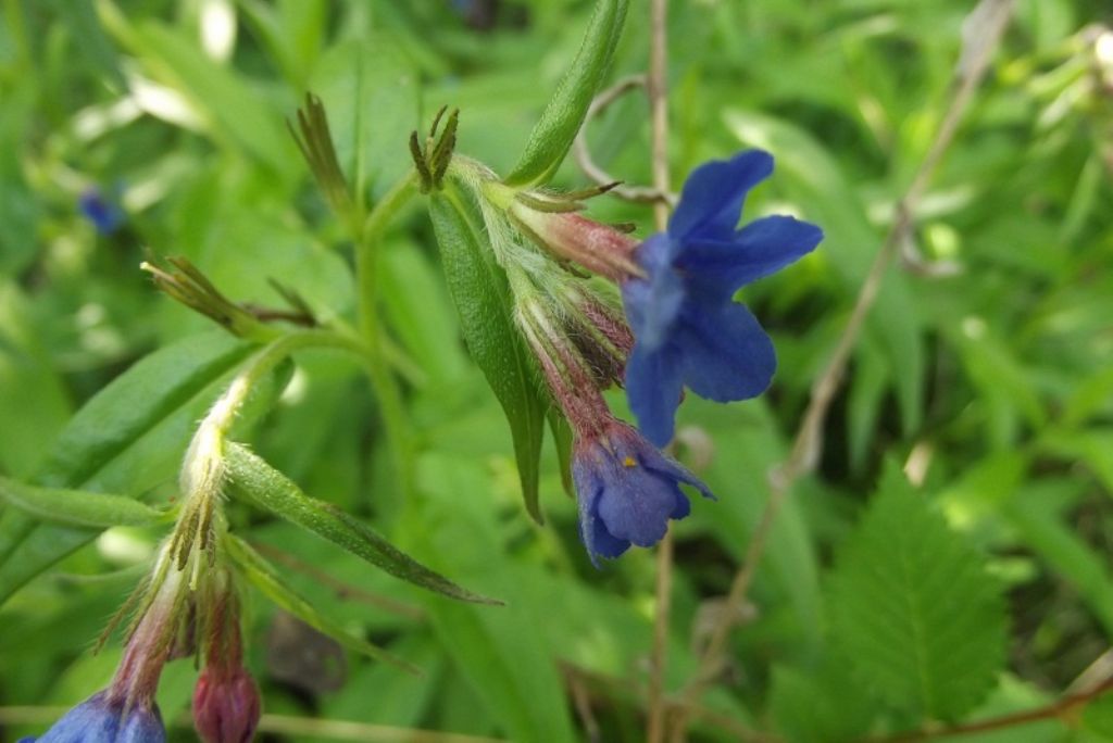 Buglossoides purpurocaerulea