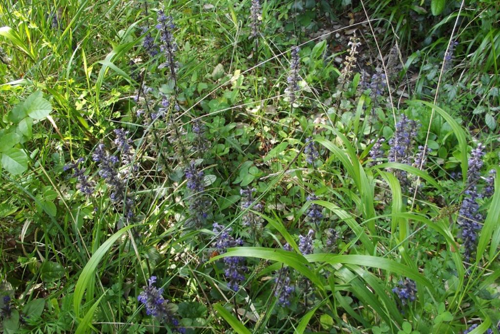 Ajuga reptans