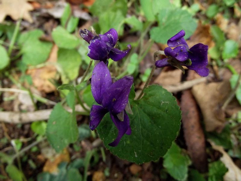 Viola odorata