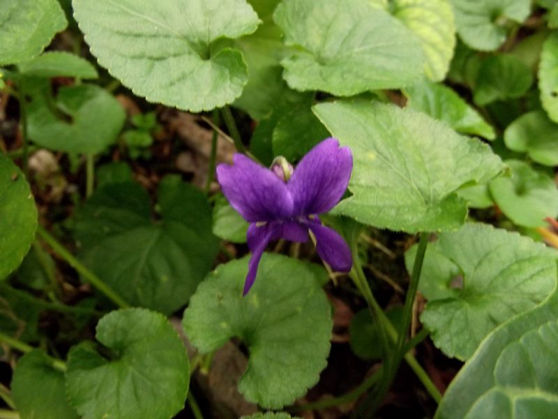 Viola odorata