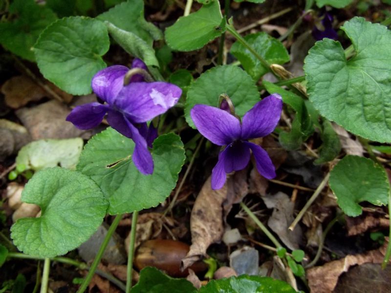 Viola odorata