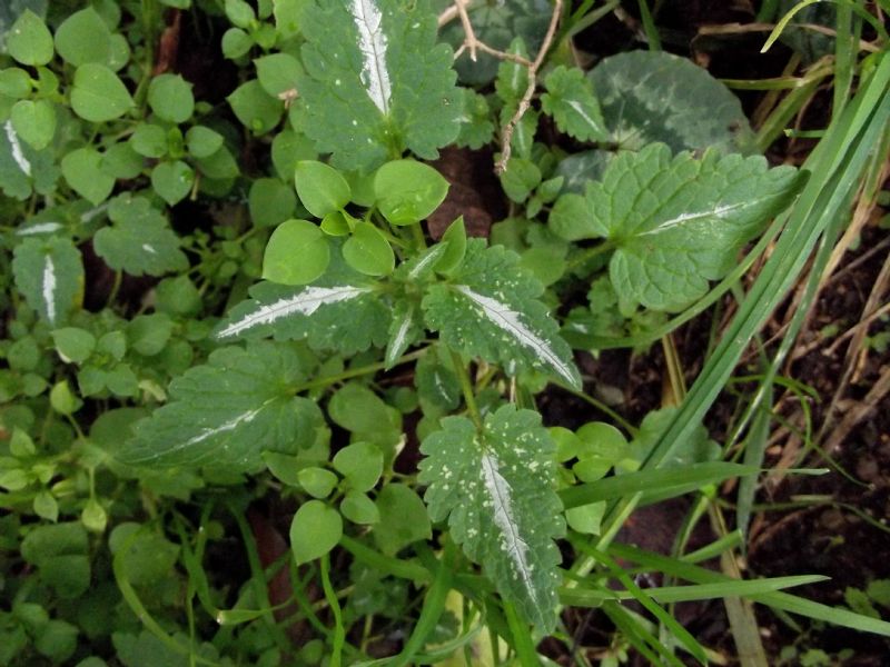 Lamium bifidum - (Lamiaceae)