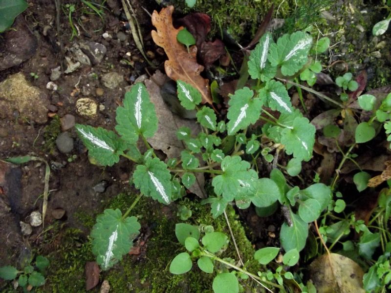 Lamium bifidum - (Lamiaceae)