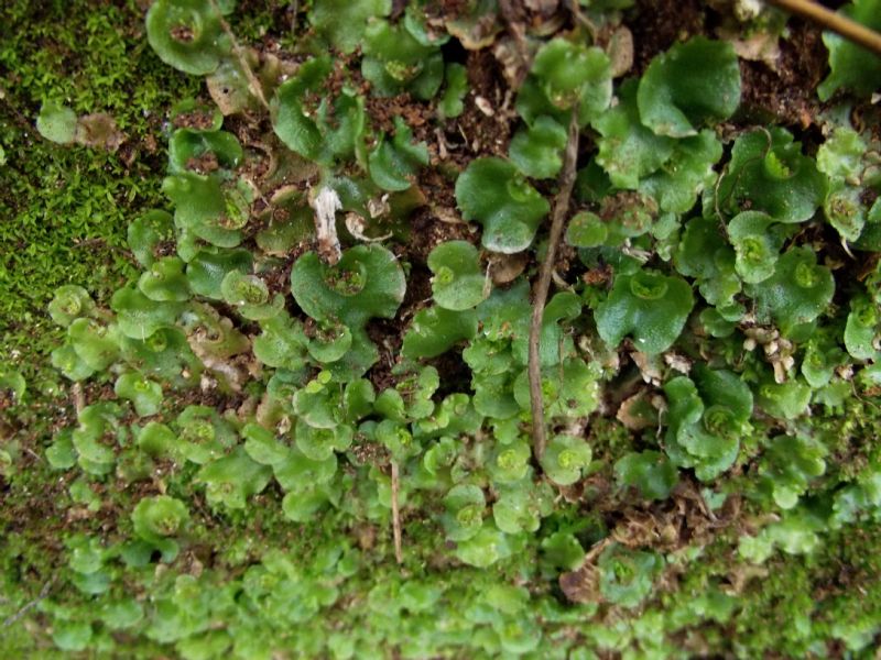 epatica - Lunularia cruciata