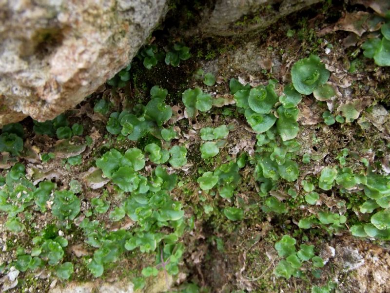 epatica - Lunularia cruciata