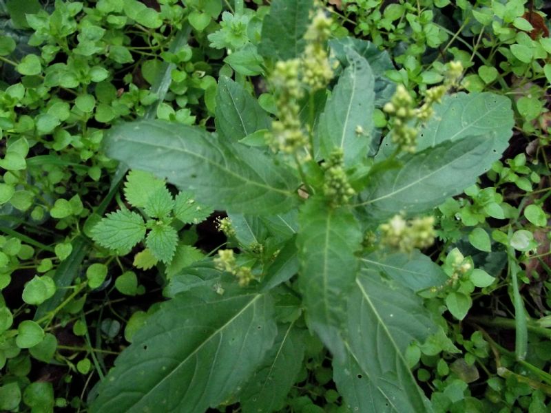 Mercurialis annua