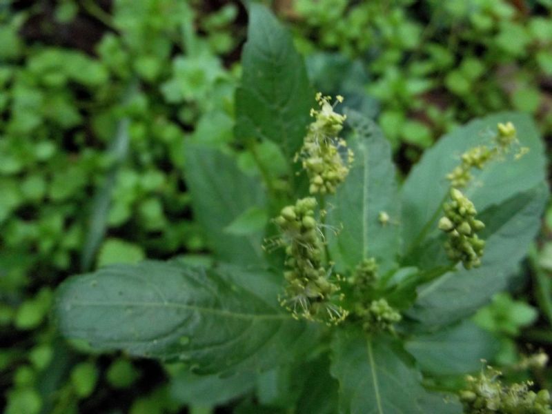 Mercurialis annua