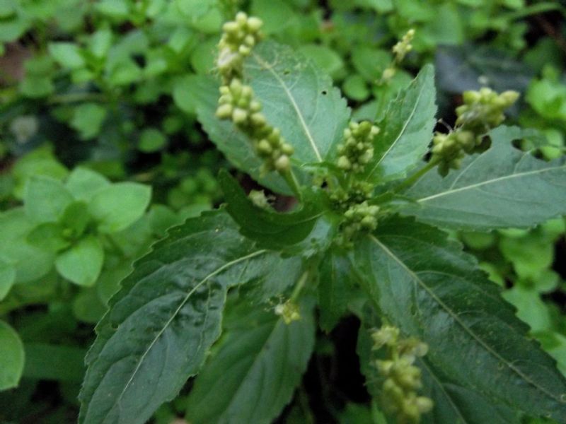 Mercurialis annua