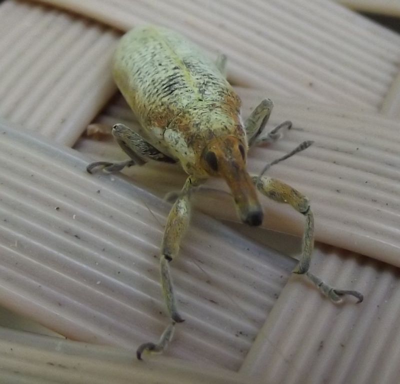 Curculionidae:  Lixus pulverulentus