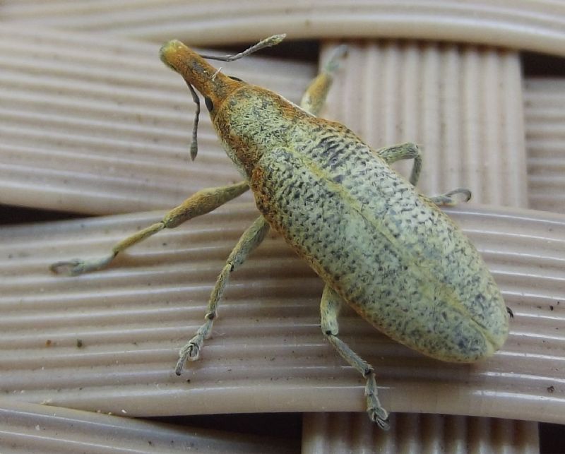 Curculionidae:  Lixus pulverulentus