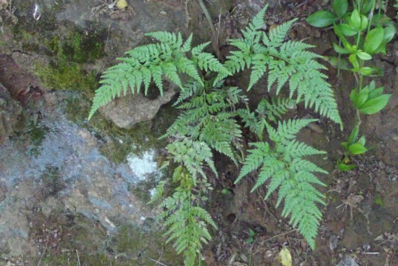 Asplenium onopteris  e Asplenium trichomanes (Pteridopsida - Aspleniaceae)