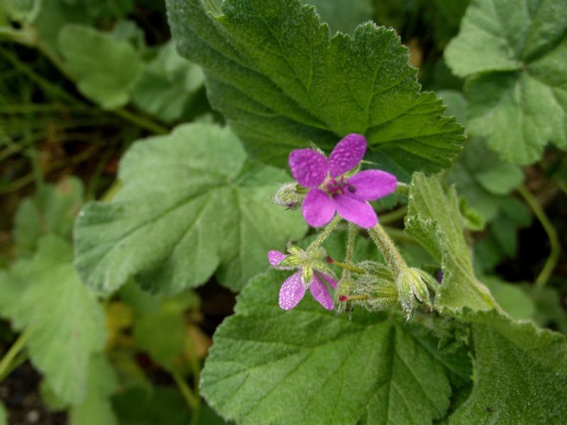 Erodium malacoides (Geraniaceae)