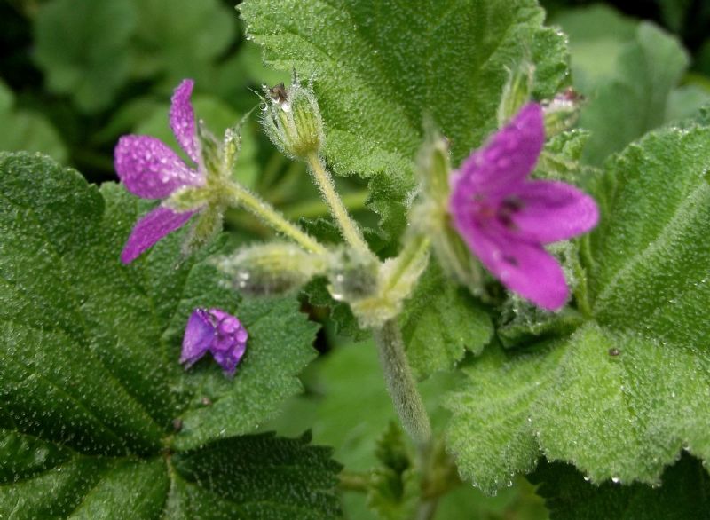 Erodium malacoides (Geraniaceae)