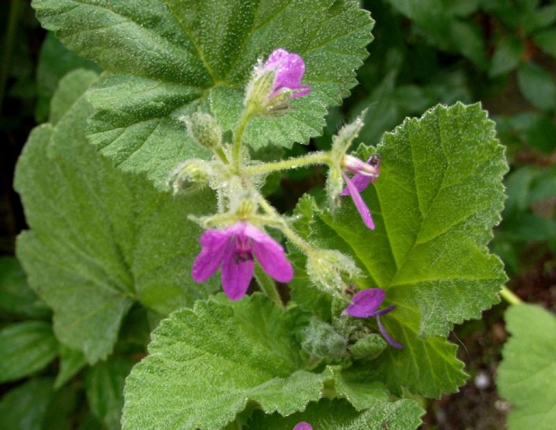 Erodium malacoides (Geraniaceae)