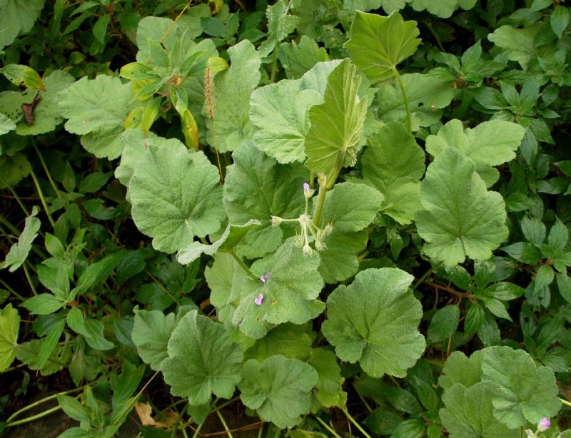 Erodium malacoides (Geraniaceae)