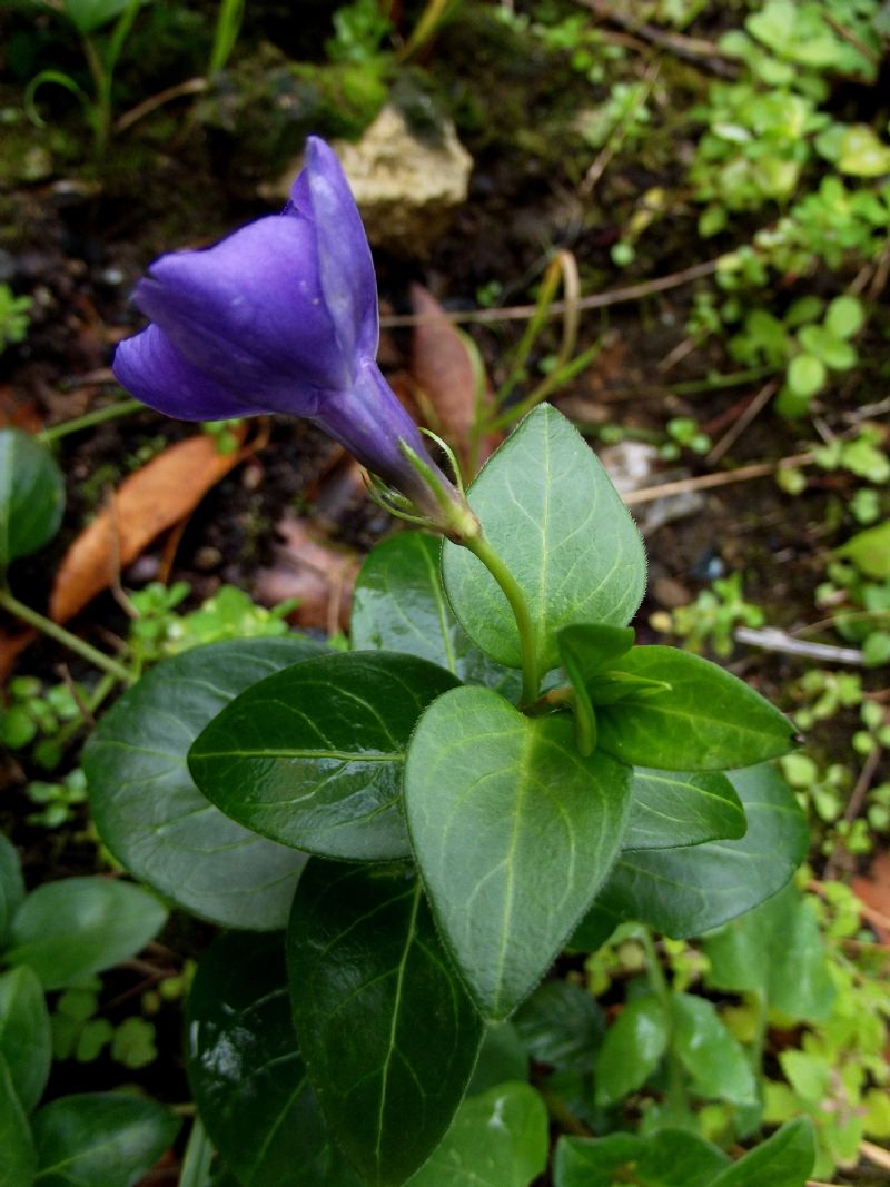 Vinca major  (Gentianales - Apocynaceae)