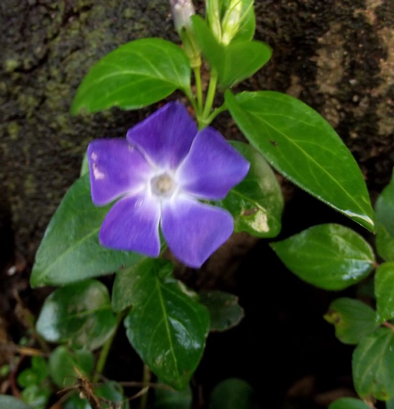 Vinca major  (Gentianales - Apocynaceae)