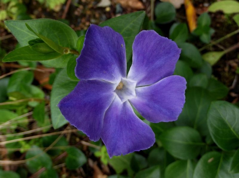 Vinca major  (Gentianales - Apocynaceae)