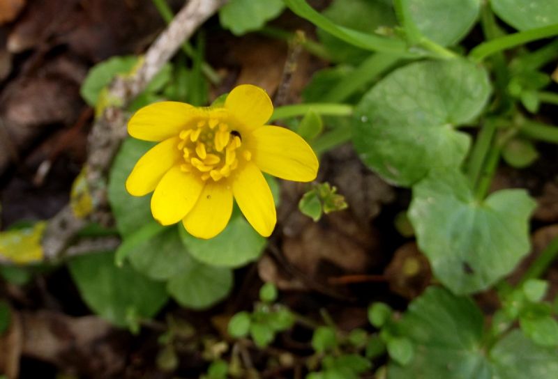 Ficaria verna (ex Ranunculus ficaria)