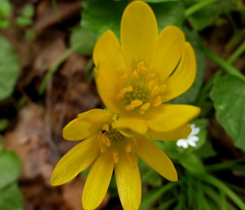 Ficaria verna (ex Ranunculus ficaria)