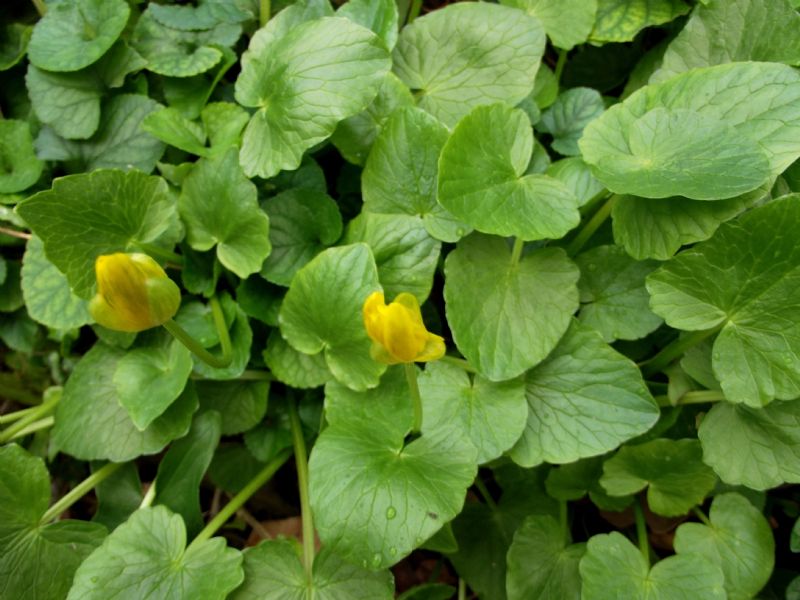 Ficaria verna (ex Ranunculus ficaria)