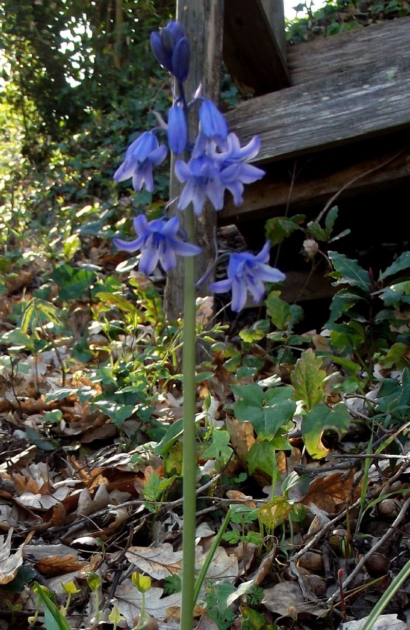 Hyacinthoides hispanica (Asparagaceae)