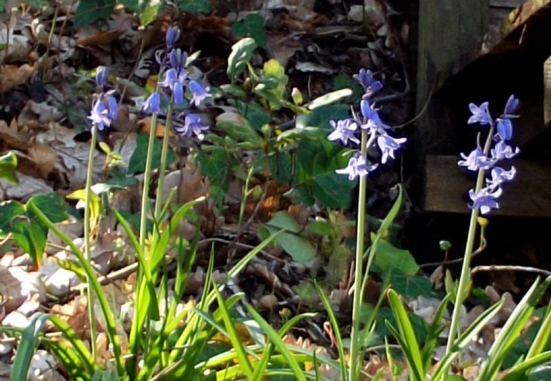 Hyacinthoides hispanica (Asparagaceae)