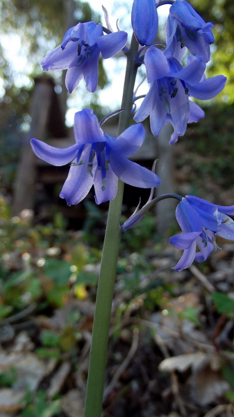 Hyacinthoides hispanica (Asparagaceae)