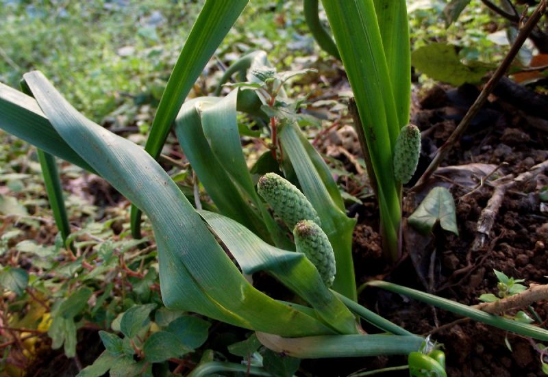 pianta verde - Muscari comosum