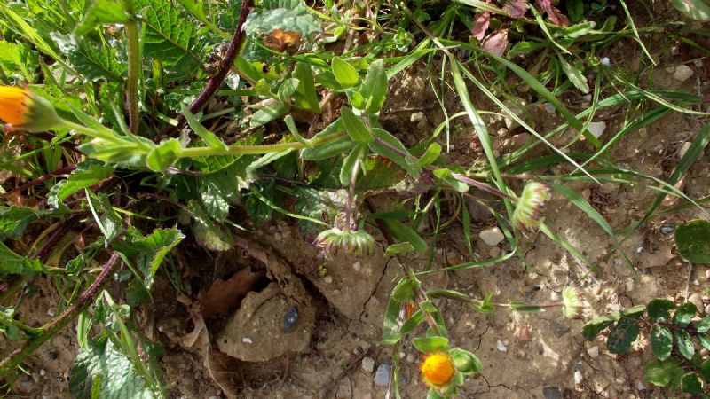 Calendula arvensis  (Asteraceae)