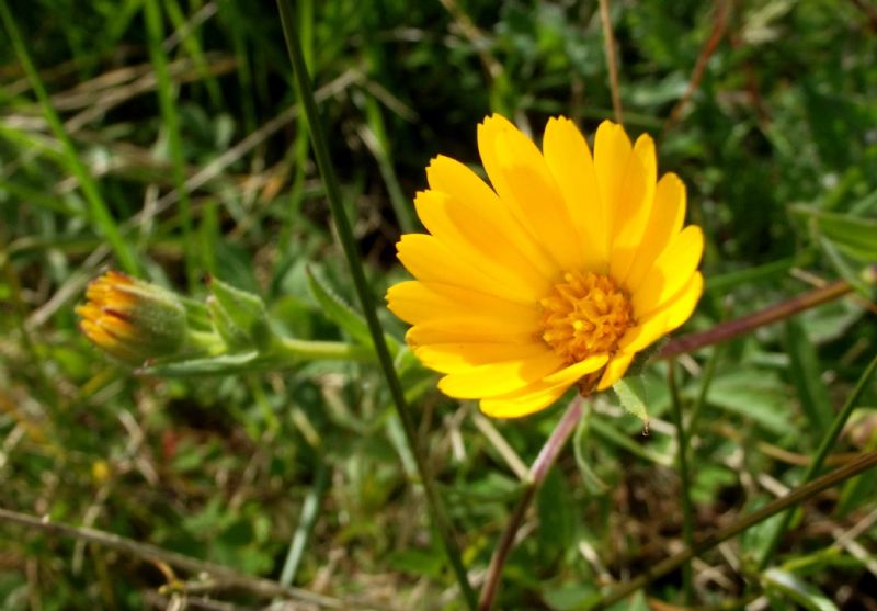 Calendula arvensis  (Asteraceae)