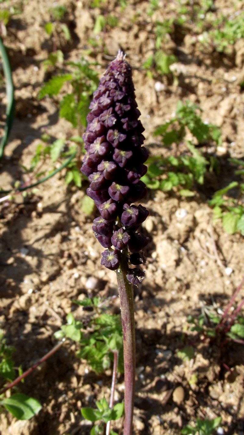 muscari1 - Muscari comosum