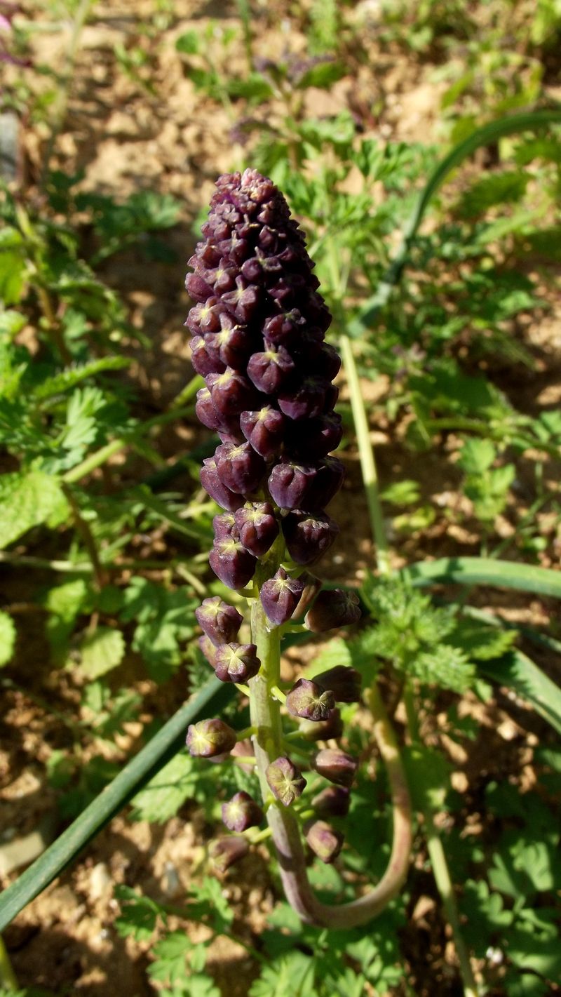 muscari1 - Muscari comosum