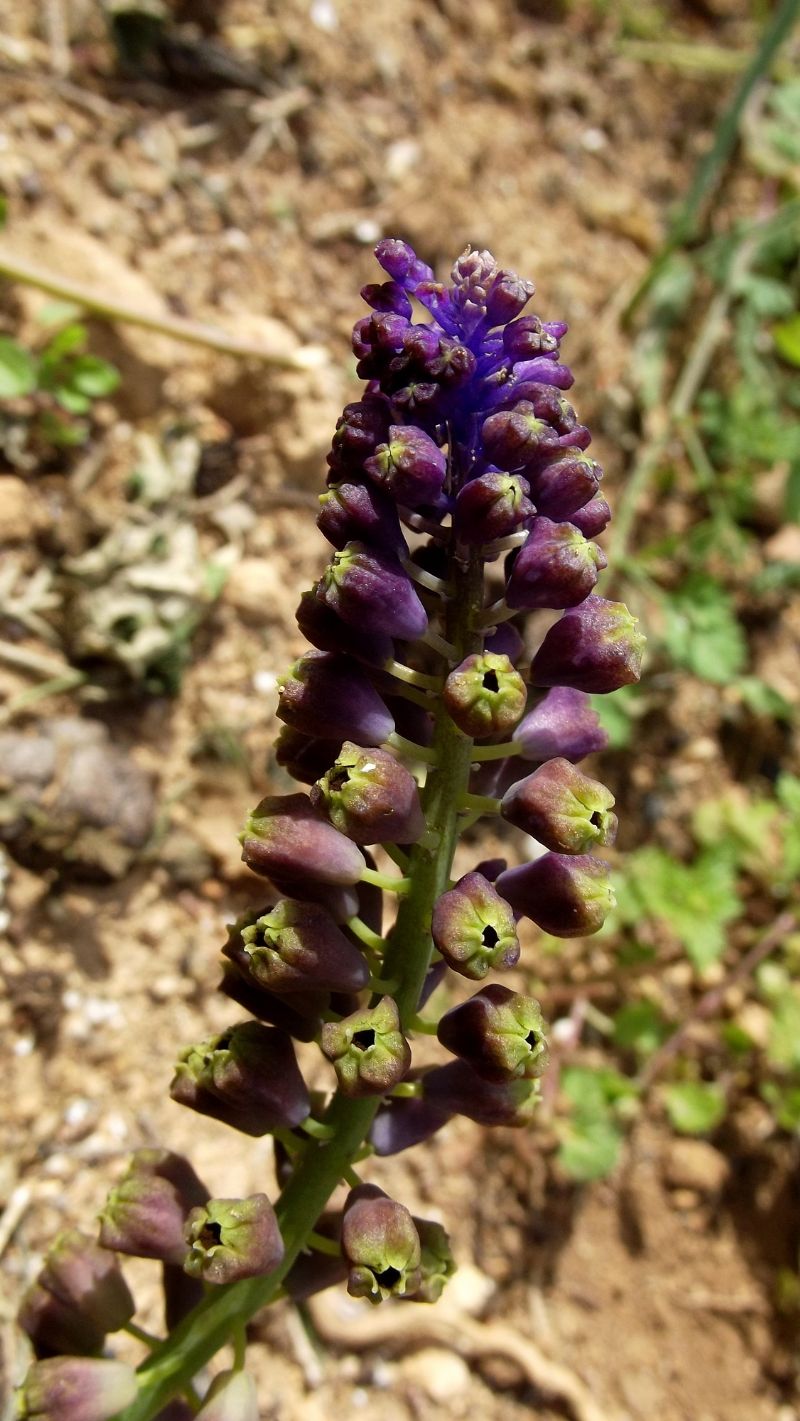 muscari1 - Muscari comosum