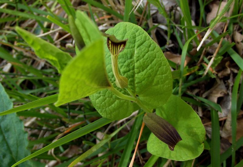 Aristolochia rotunda