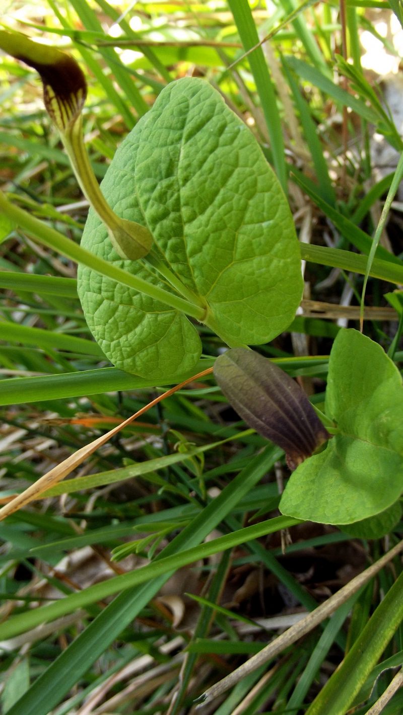 Aristolochia rotunda