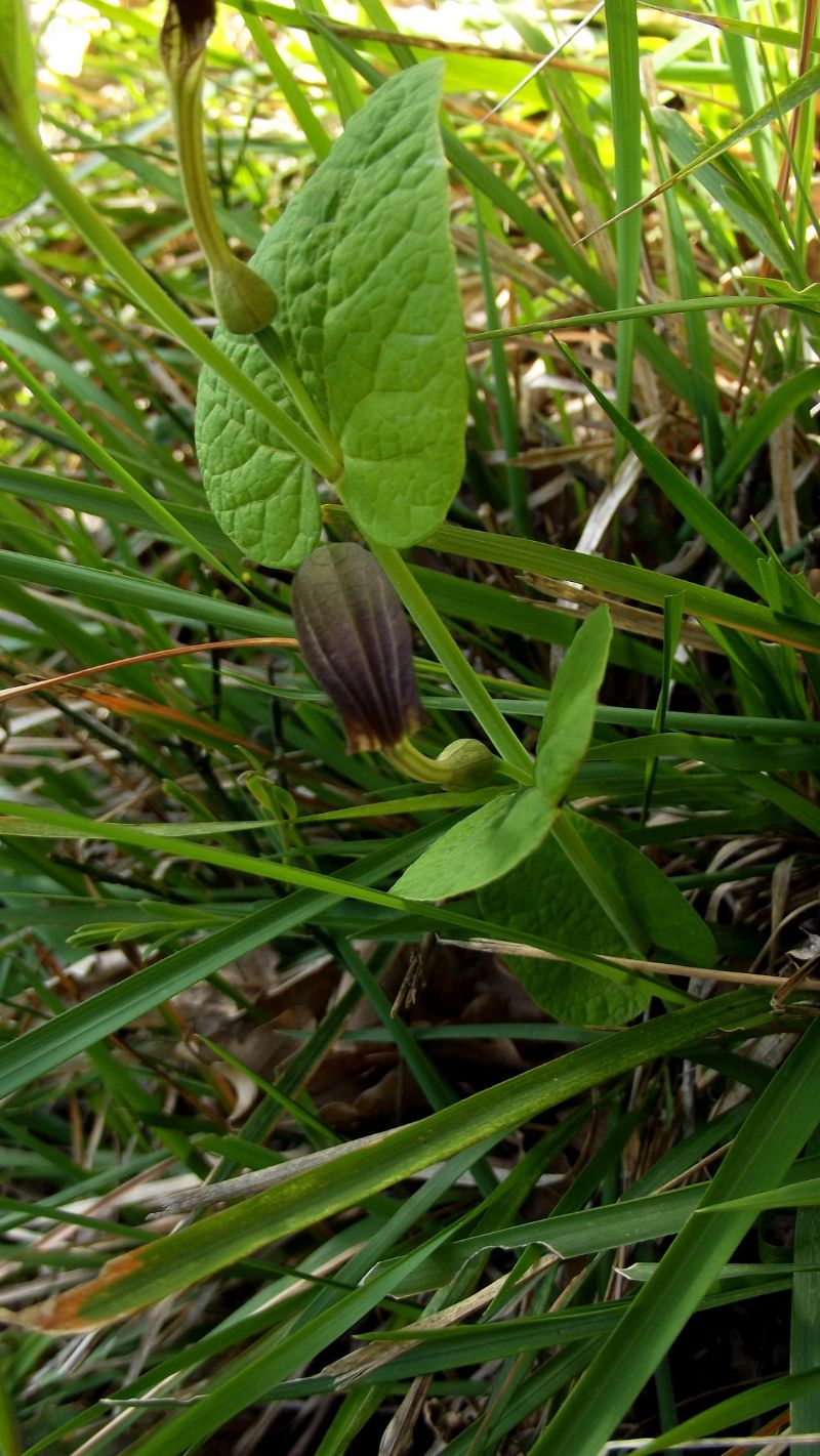 Aristolochia rotunda