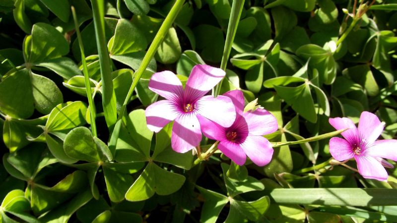 Oxalis articulata  (Oxalidaceae)