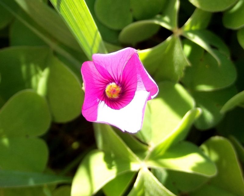 Oxalis articulata  (Oxalidaceae)