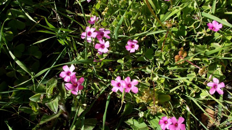 Oxalis articulata  (Oxalidaceae)