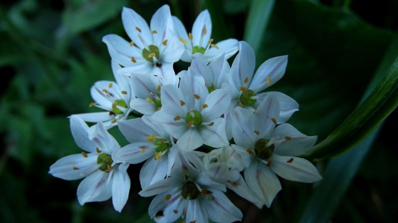 Allium trifoliatum ?