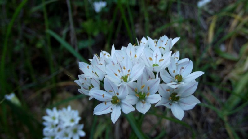 Allium trifoliatum ?