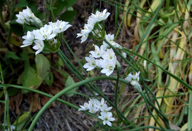 Allium trifoliatum ?