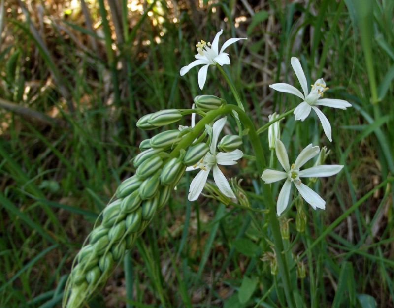 Anthericum? - no, Loncomelos narbonensis