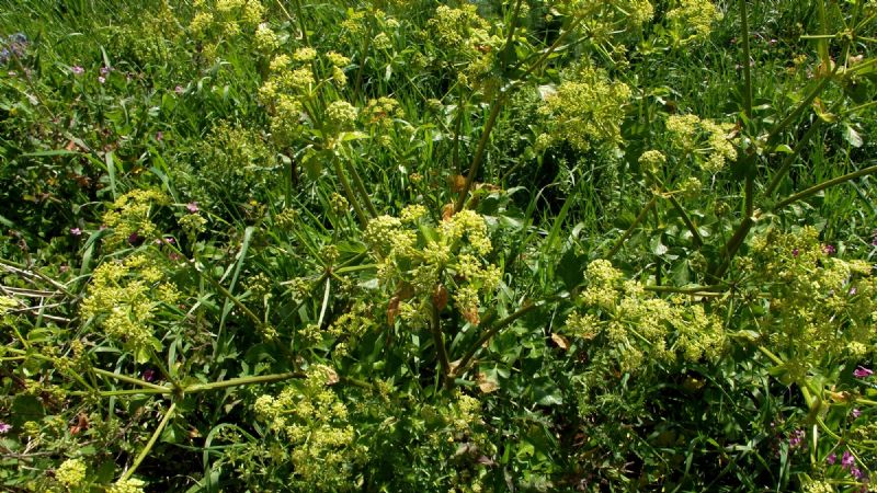 Apiacea - Smyrnium olusatrum