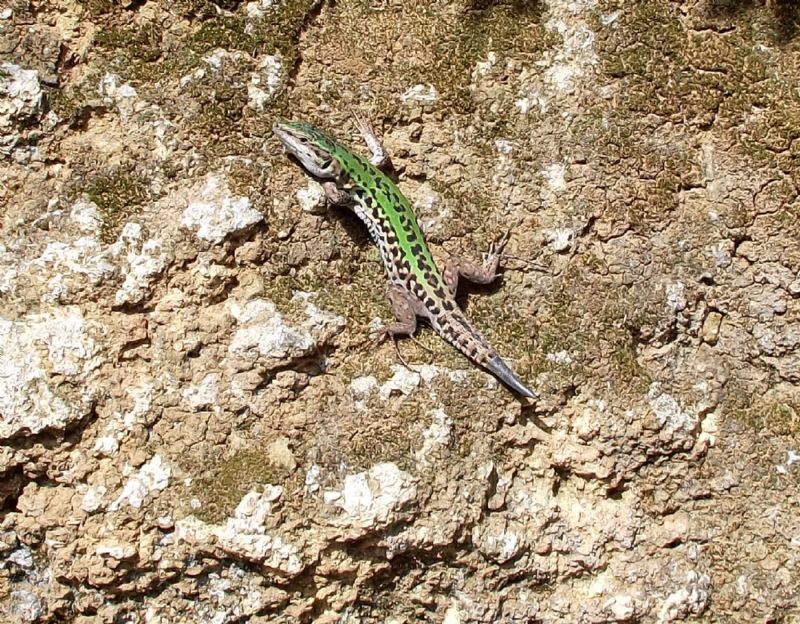 lucertola:  Podarcis siculus