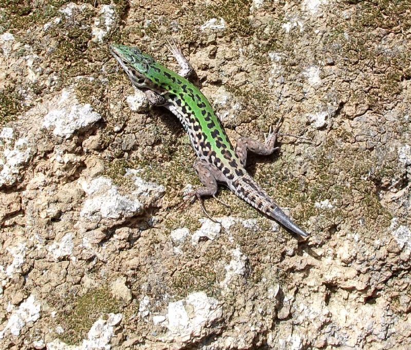 lucertola:  Podarcis siculus