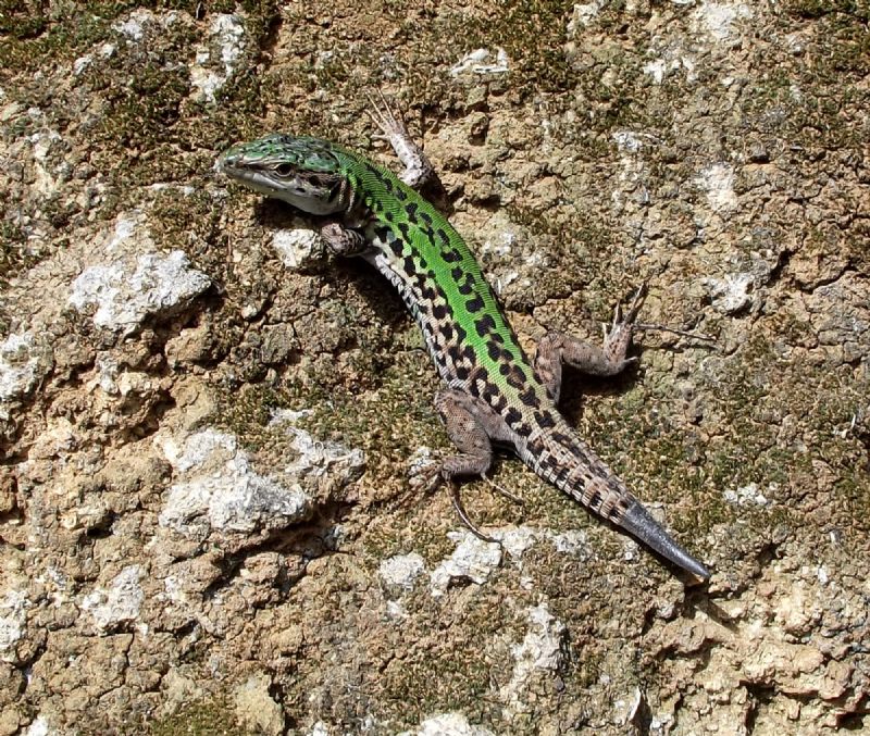 lucertola:  Podarcis siculus