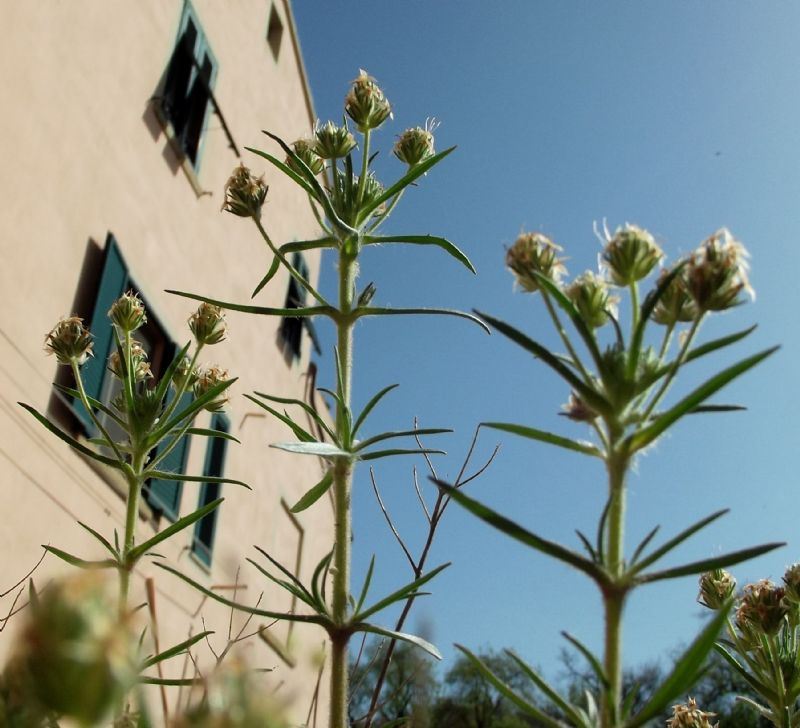 Plantago afra (Lamiales - Plantaginaceae)