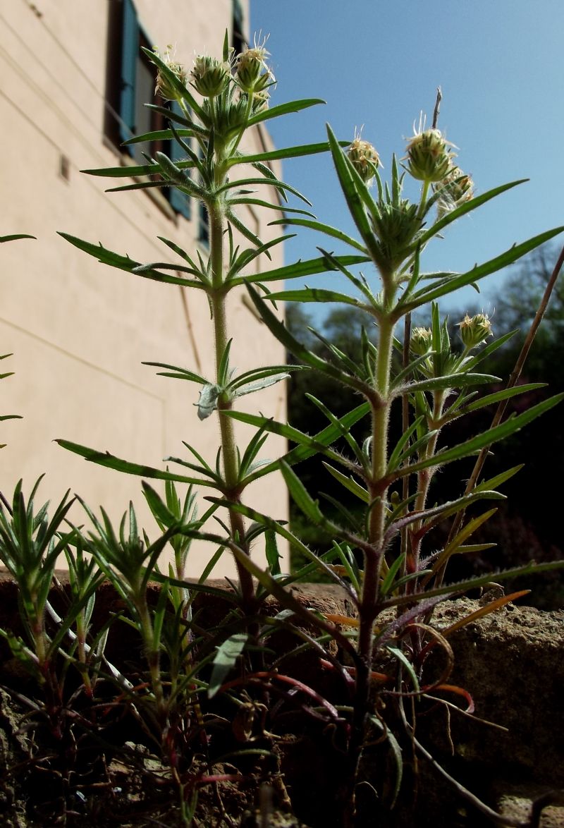 Plantago afra (Lamiales - Plantaginaceae)